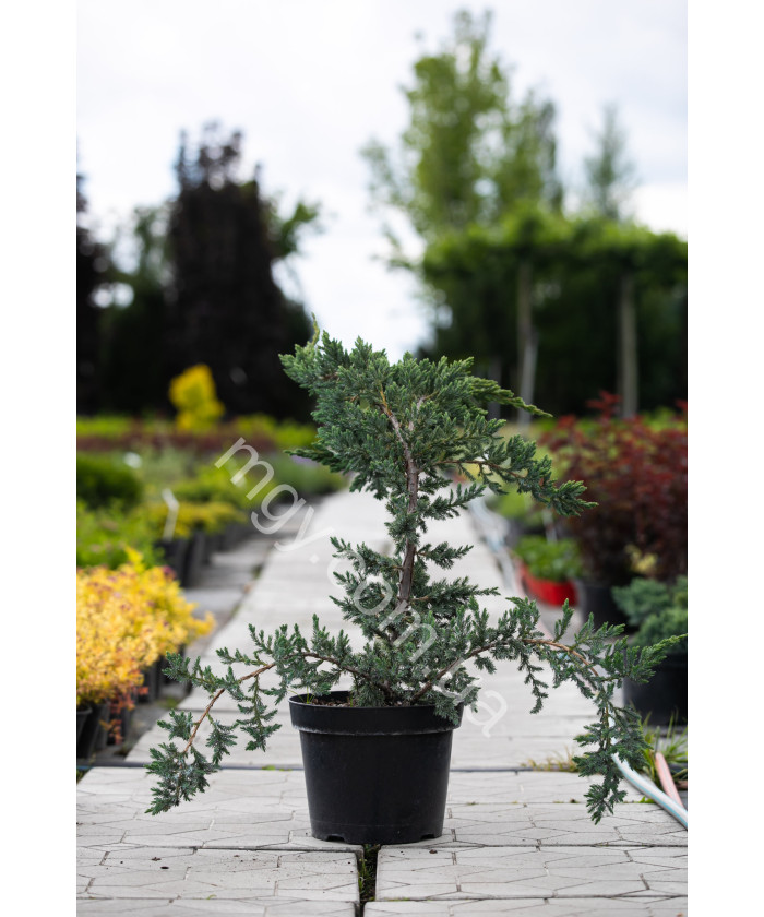 Ялівець Лускатий 'Меєрі' (Juniperus Squamata Meyeri)