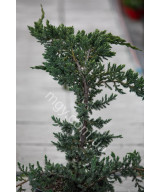 Ялівець Лускатий 'Меєрі' (Juniperus Squamata Meyeri)