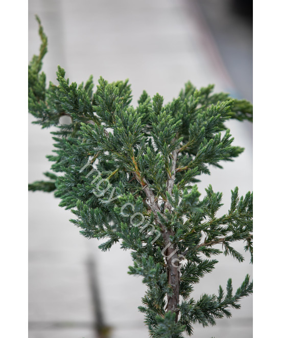 Ялівець Лускатий 'Меєрі' (Juniperus Squamata Meyeri)