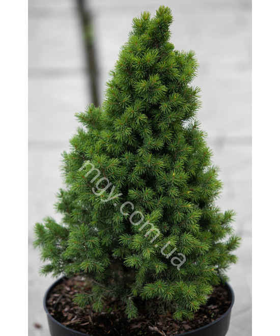 Ялина Канадська 'Рейнбоуз Енд' (Picea Glauca Rainbow'S End)