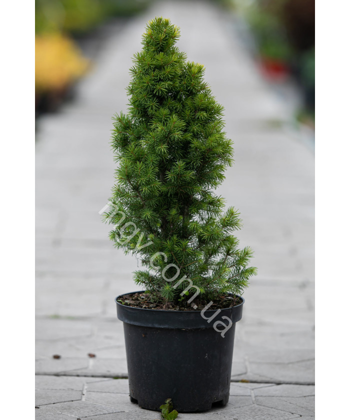 Ялина Канадська 'Дейзіс Білий' (Picea Glauca Daisy'S White)
