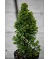Ялина Канадська 'Дейзіс Білий' (Picea Glauca Daisy'S White)