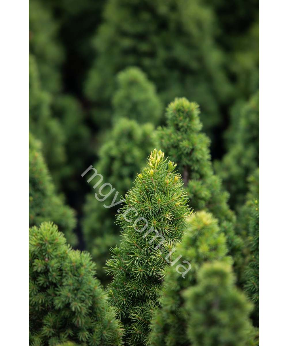 Ялина Канадська 'Дейзіс Білий' (Picea Glauca Daisy'S White)