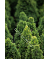Ялина Канадська 'Дейзіс Білий' (Picea Glauca Daisy'S White)