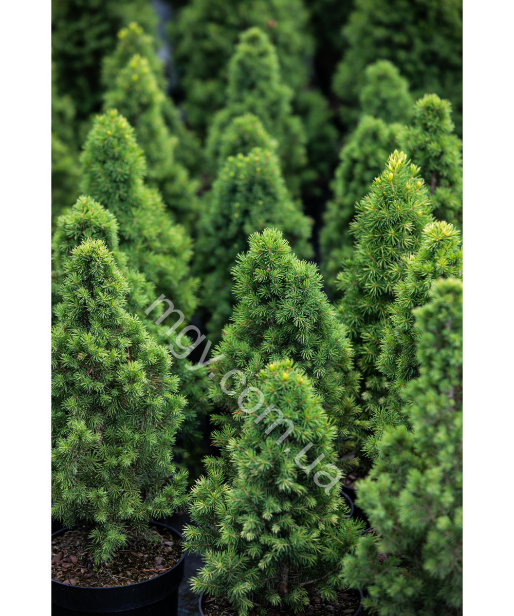 Ялина Канадська 'Дейзіс Білий' (Picea Glauca Daisy'S White)