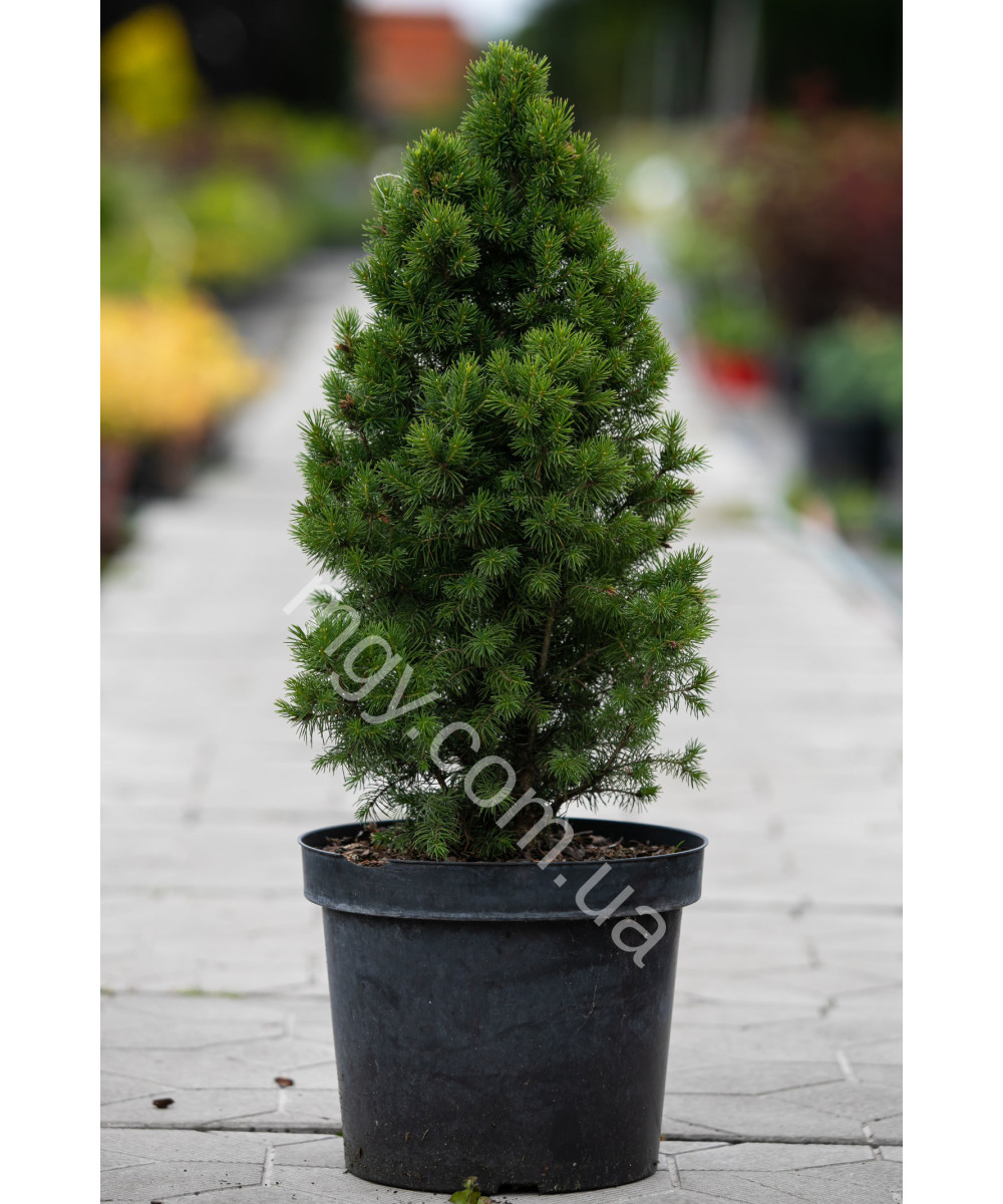 Ялина канадська Коніка  (Picea glauca Conica)