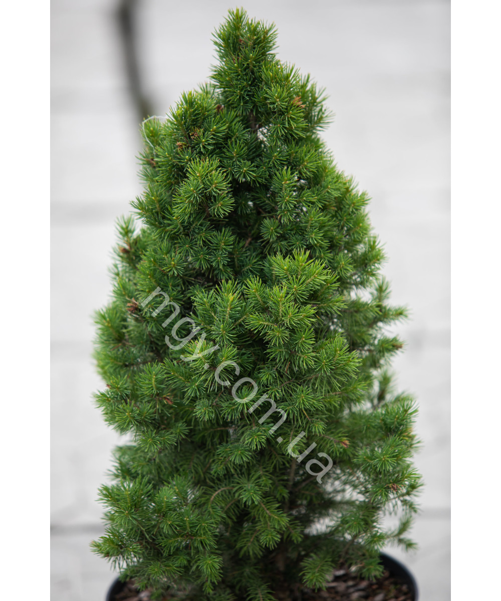 Ялина канадська Коніка  (Picea glauca Conica)