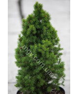 Ялина канадська Коніка  (Picea glauca Conica)