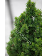 Ялина канадська Коніка  (Picea glauca Conica)