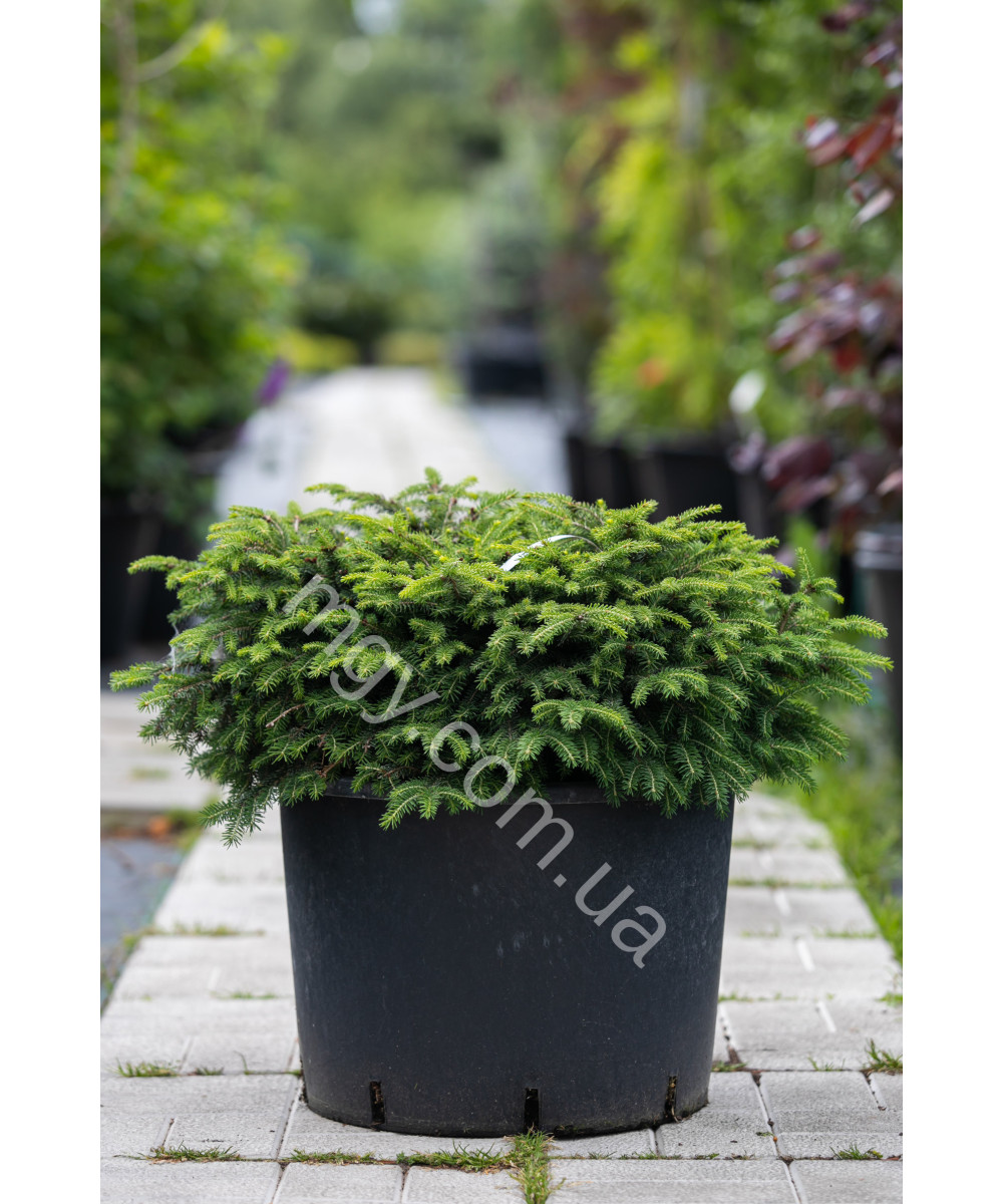 Ялина звичайна Нідіформіс (Picea abies Nidiformis)