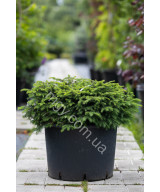 Ялина звичайна Нідіформіс (Picea abies Nidiformis)