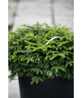 Ялина звичайна Нідіформіс (Picea abies Nidiformis)