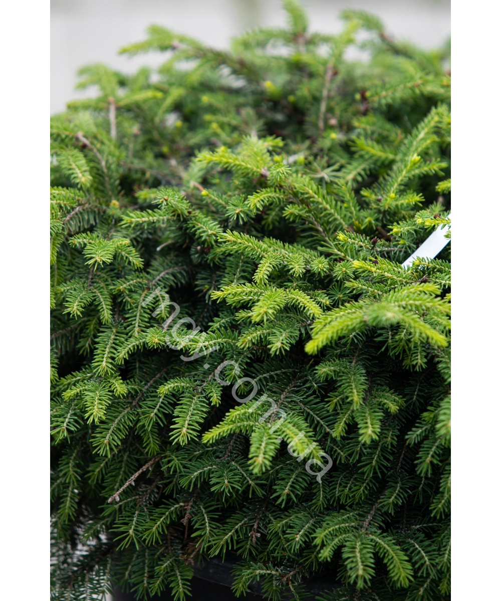 Ялина звичайна Нідіформіс (Picea abies Nidiformis)