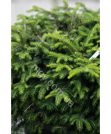 Ялина звичайна Нідіформіс (Picea abies Nidiformis)