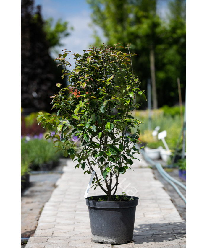 Паротія перська Персіан Спіре (Parrotia persica Persian Spire)