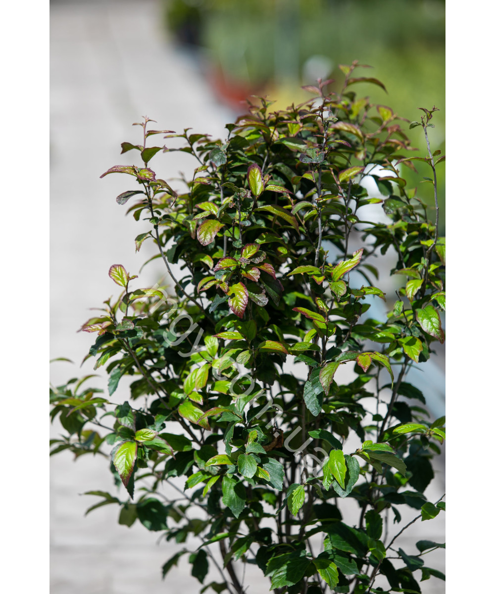 Паротія перська Персіан Спіре (Parrotia persica Persian Spire)
