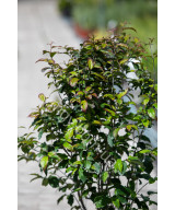 Паротія перська Персіан Спіре (Parrotia persica Persian Spire)