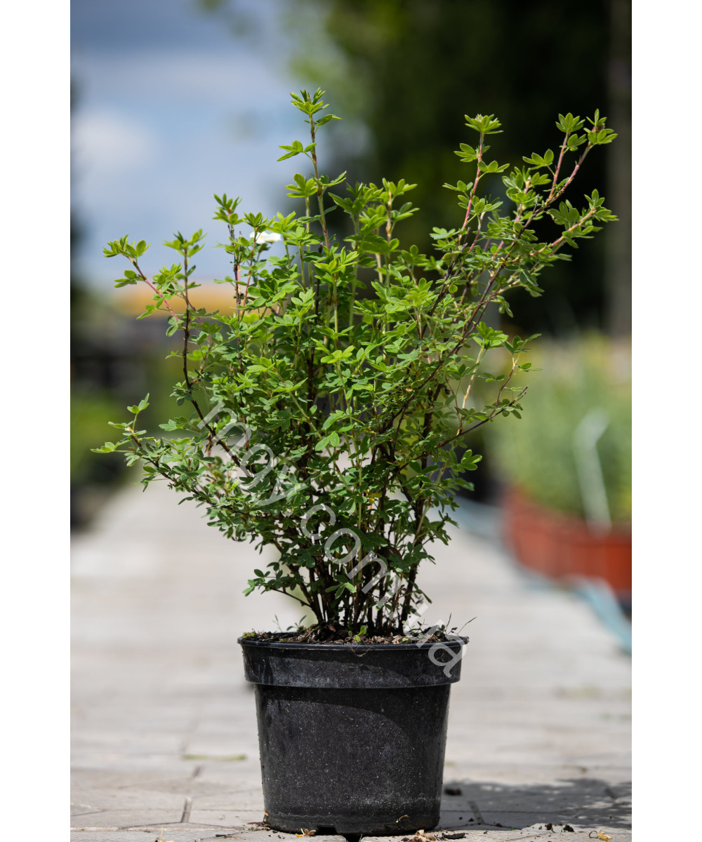Перстач Кущовий 'Пінк Квін' (Potentilla Fruticosa Pink)