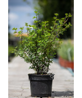 Перстач Кущовий 'Пінк Квін' (Potentilla Fruticosa Pink)