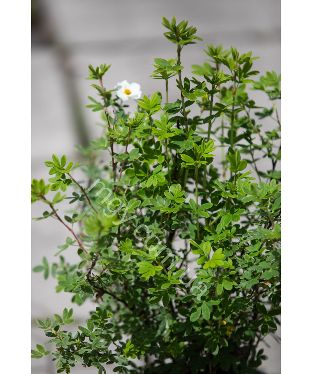 Перстач Кущовий 'Пінк Квін' (Potentilla Fruticosa Pink)