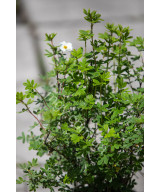 Перстач Кущовий 'Пінк Квін' (Potentilla Fruticosa Pink)