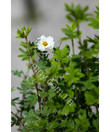 Перстач Кущовий 'Пінк Квін' (Potentilla Fruticosa Pink)
