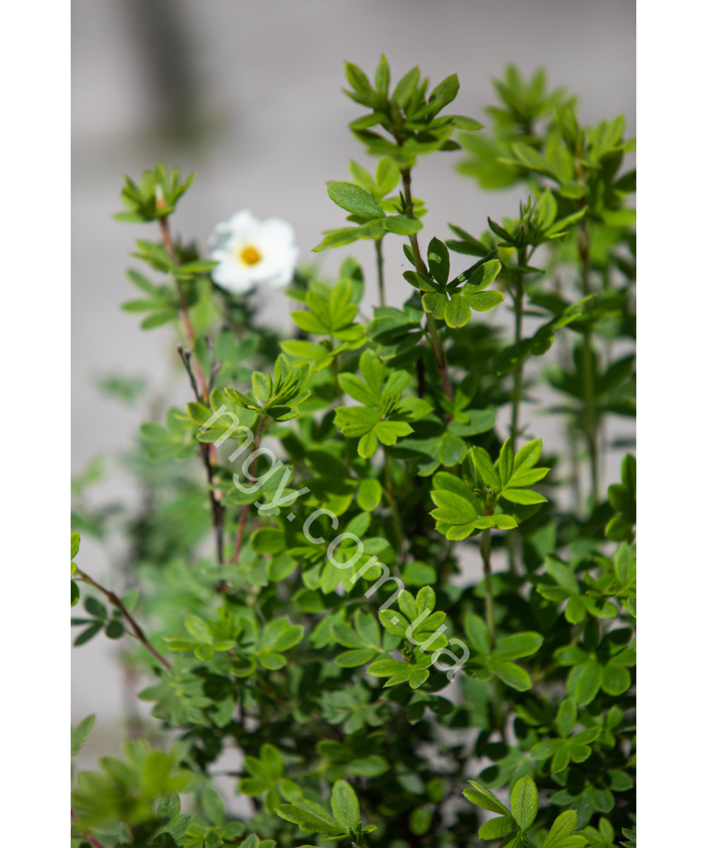 Перстач Кущовий 'Пінк Квін' (Potentilla Fruticosa Pink)