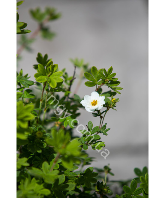 Перстач Кущовий 'Пінк Квін' (Potentilla Fruticosa Pink)
