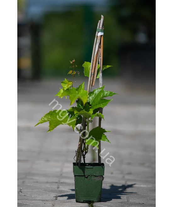 Дівочий Виноград Тризагострений Віча  (Parthenocissus Tricuspidata Veitchii)