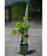 Дівочий Виноград Тризагострений Віча  (Parthenocissus Tricuspidata Veitchii)
