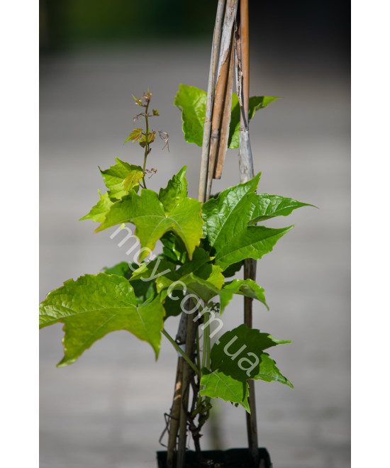 Дівочий Виноград Тризагострений Віча  (Parthenocissus Tricuspidata Veitchii)
