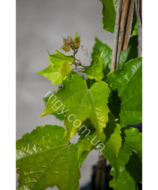 Дівочий Виноград Тризагострений Віча  (Parthenocissus Tricuspidata Veitchii)