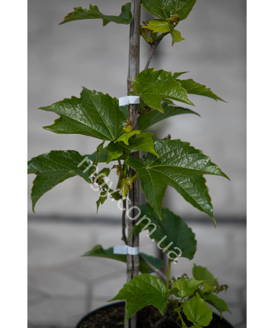 Дівочий Виноград Тризагострений Віча  (Parthenocissus Tricuspidata Veitchii)
