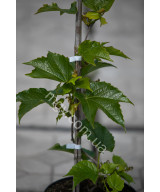Дівочий Виноград Тризагострений Віча  (Parthenocissus Tricuspidata Veitchii)