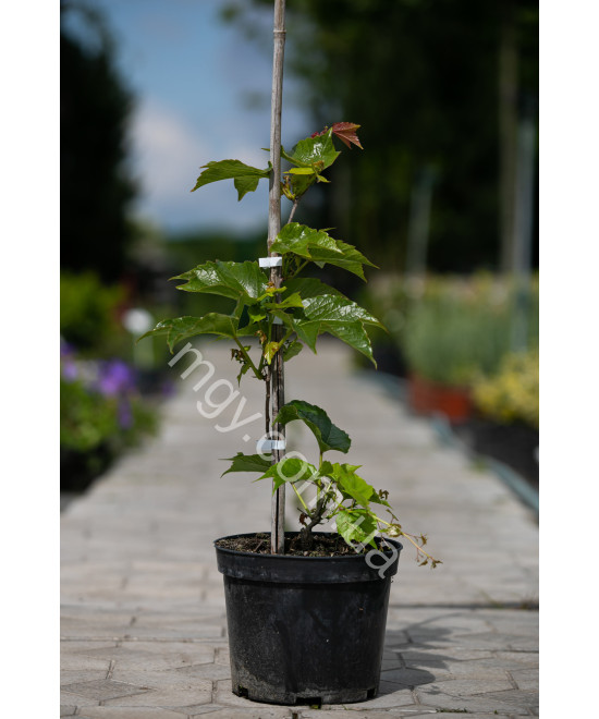 Дівочий Виноград Тризагострений Віча  (Parthenocissus Tricuspidata Veitchii)