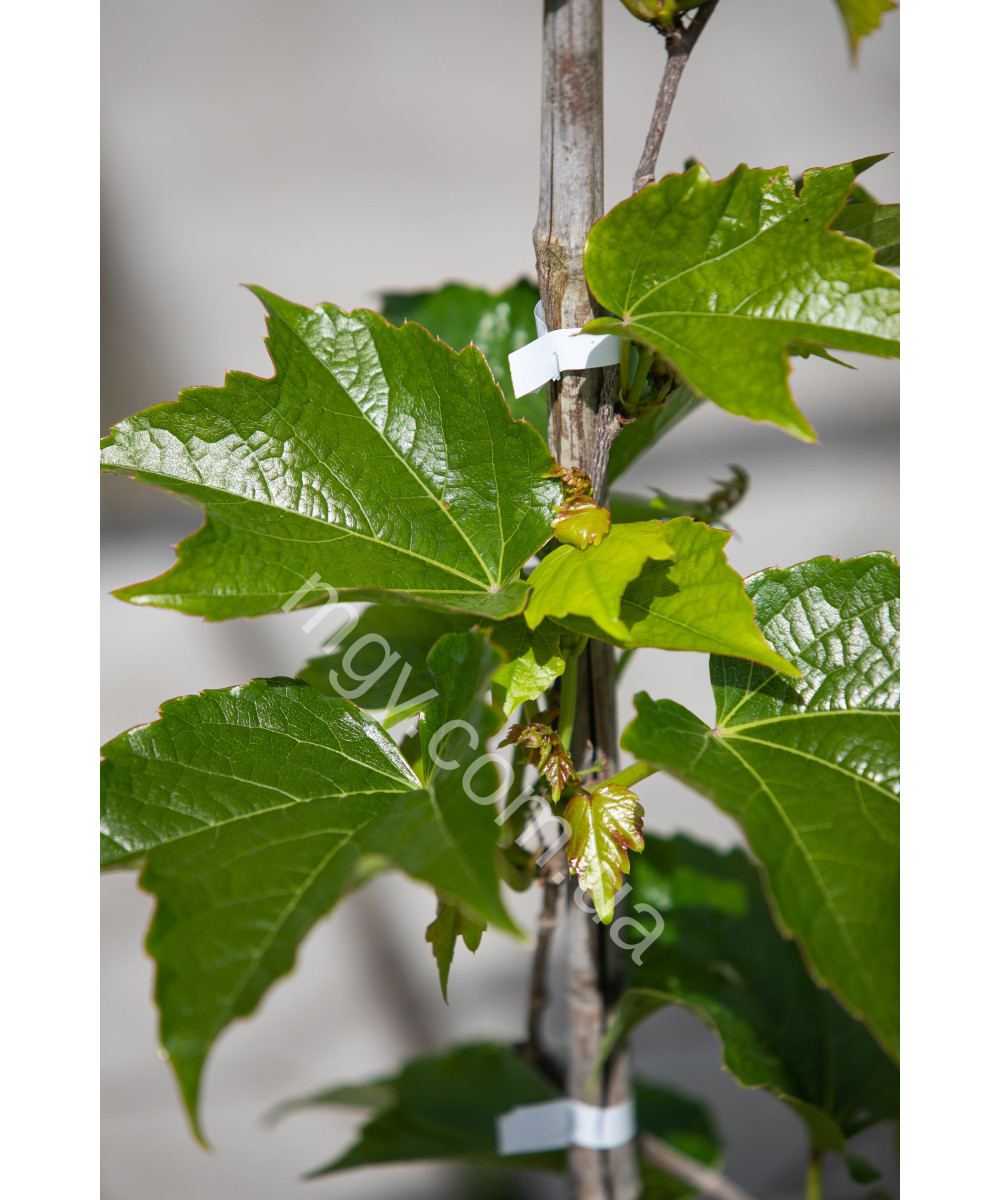 Дівочий Виноград Тризагострений Віча  (Parthenocissus Tricuspidata Veitchii)
