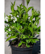 Вейгела Квітуча 'Кандіда' (Weigela Florida Candida)