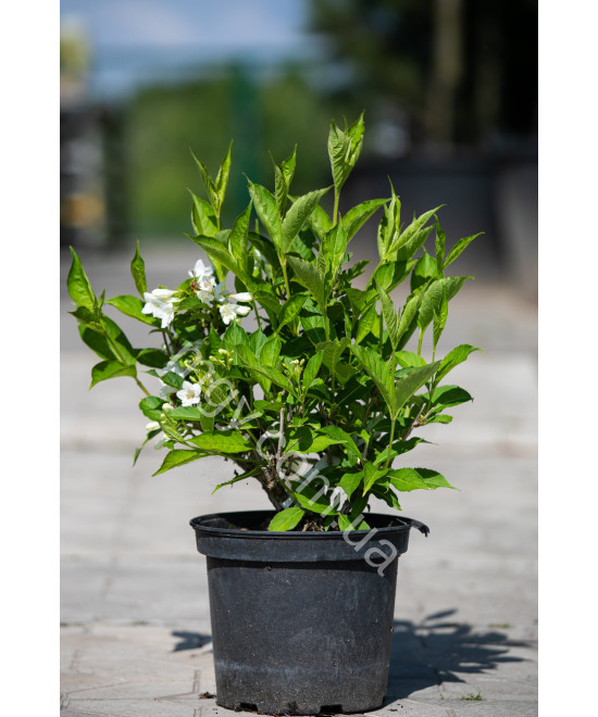 Вейгела Квітуча 'Кандіда' (Weigela Florida Candida)