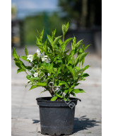 Вейгела Квітуча 'Кандіда' (Weigela Florida Candida)