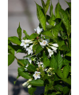 Вейгела Квітуча 'Кандіда' (Weigela Florida Candida)