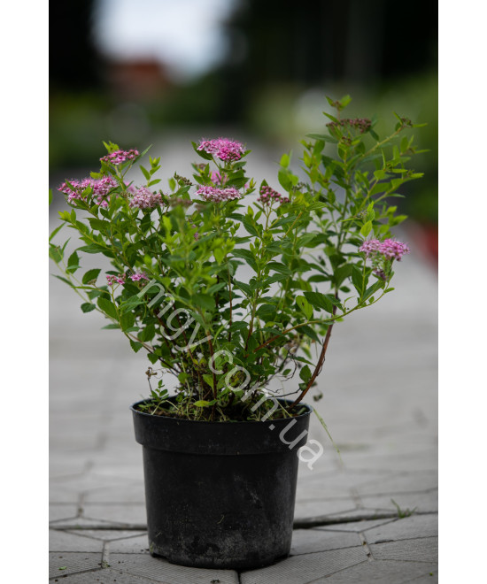 Спірея Японська 'Літл Прінцес' (Spiraea Japonica Little Princess)