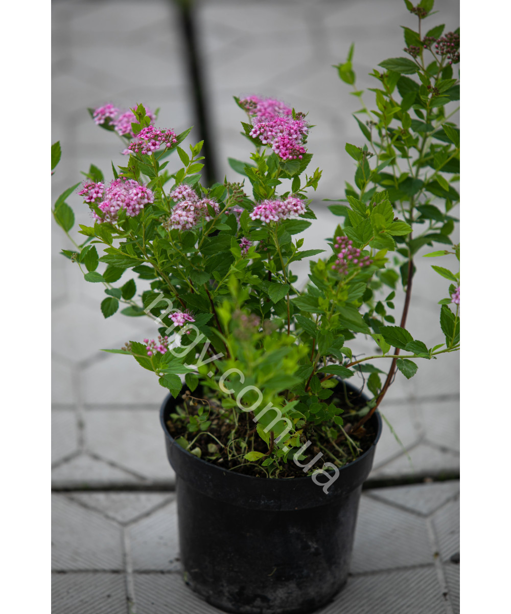 Спірея Японська 'Літл Прінцес' (Spiraea Japonica Little Princess)