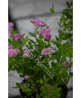 Спірея Японська 'Літл Прінцес' (Spiraea Japonica Little Princess)