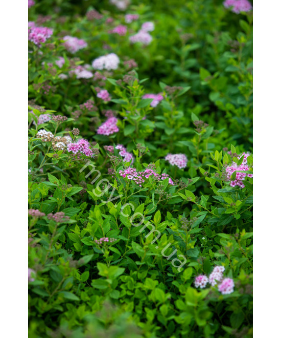 Спірея Японська 'Літл Прінцес' (Spiraea Japonica Little Princess)