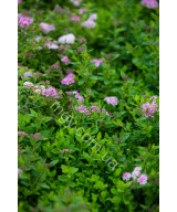 Спірея Японська 'Літл Прінцес' (Spiraea Japonica Little Princess)