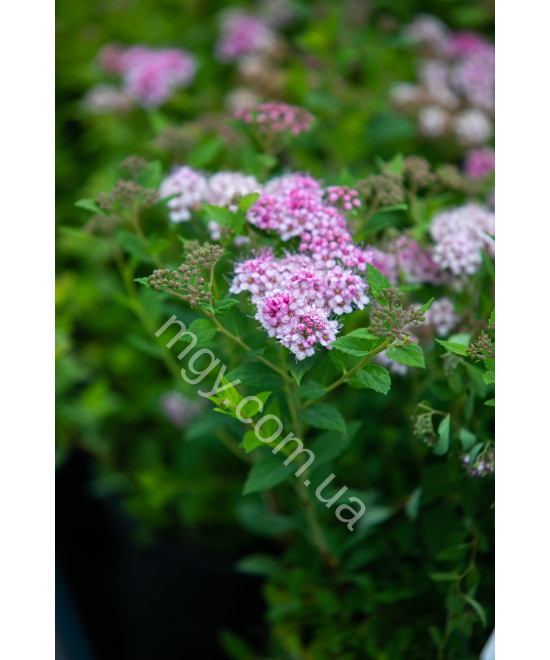 Спірея Японська 'Літл Прінцес' (Spiraea Japonica Little Princess)