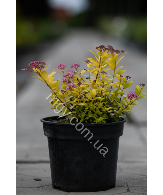 Спірея Японська 'Голден Прінцес' (Spiraea Japonica Golden Princess)