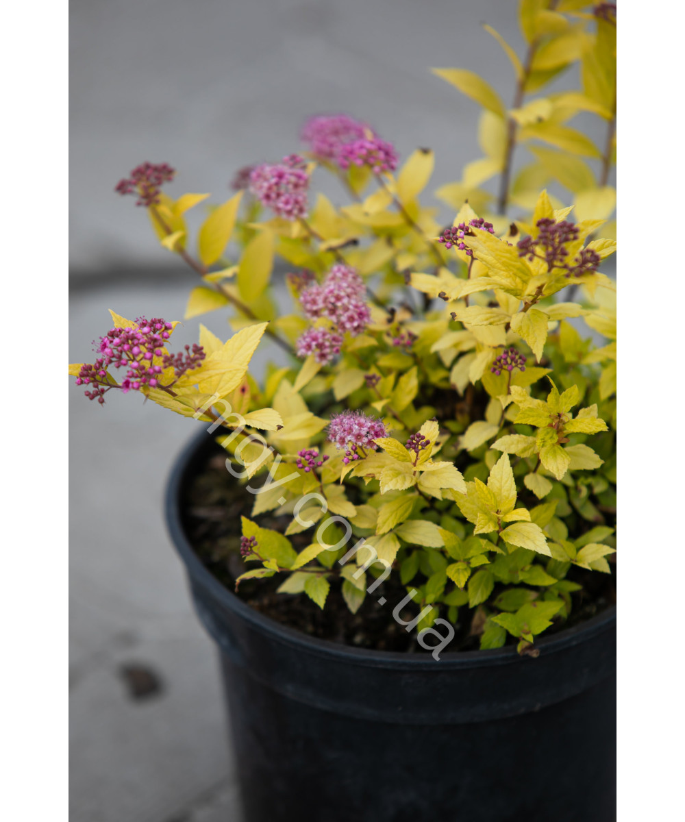Спірея Японська 'Голден Прінцес' (Spiraea Japonica Golden Princess)