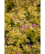 Спірея Японська 'Голден Прінцес' (Spiraea Japonica Golden Princess)