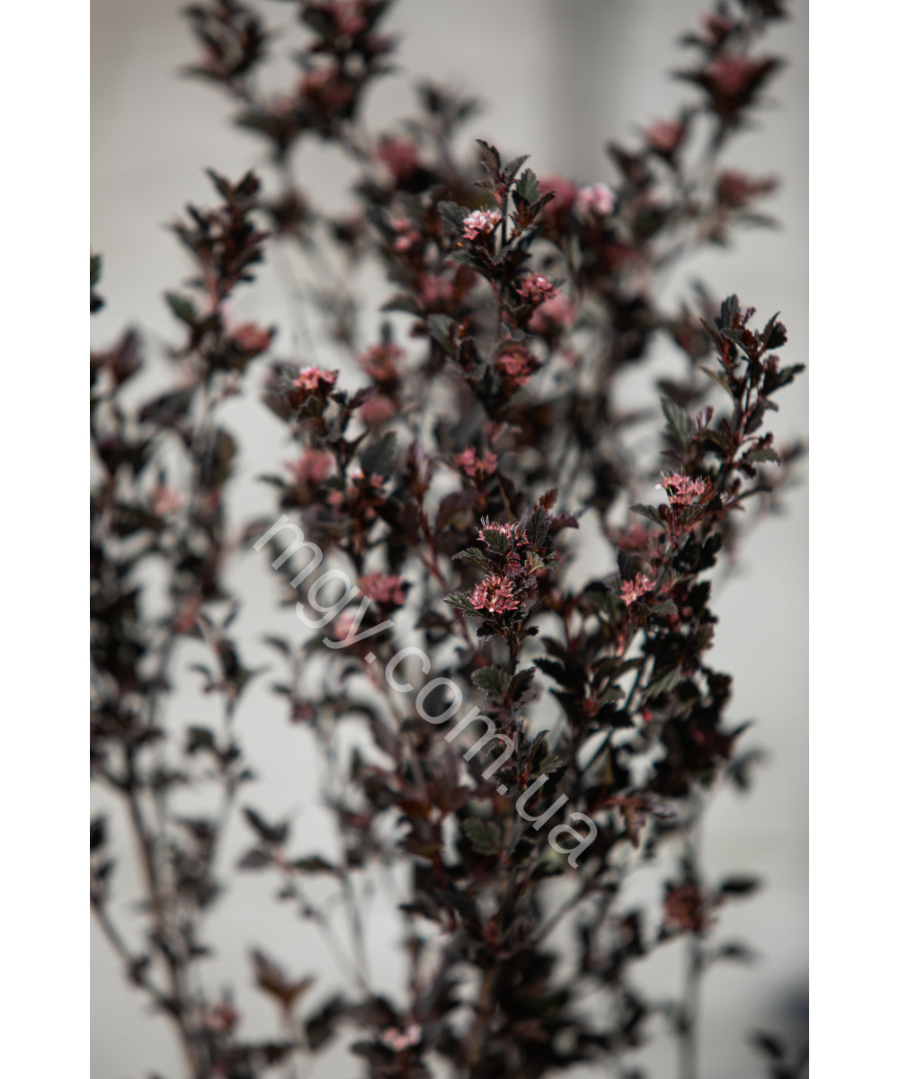 Пухироплідник Калинолистий 'Дябло' (Physocarpus Opulifolius Little Devil)
